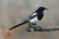 A bold Magpie perched prominently, showcasing its black and white plumage and long, iridescent tail.
