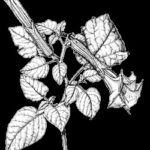 Sacred Datura flower, white funnel shape, with spiky seed pod, illustrating Datura wrightii, also known as Jimson weed or Angel's Trumpet, a toxic plant from the nightshade family.