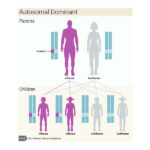 Illustration of autosomal dominant inheritance
