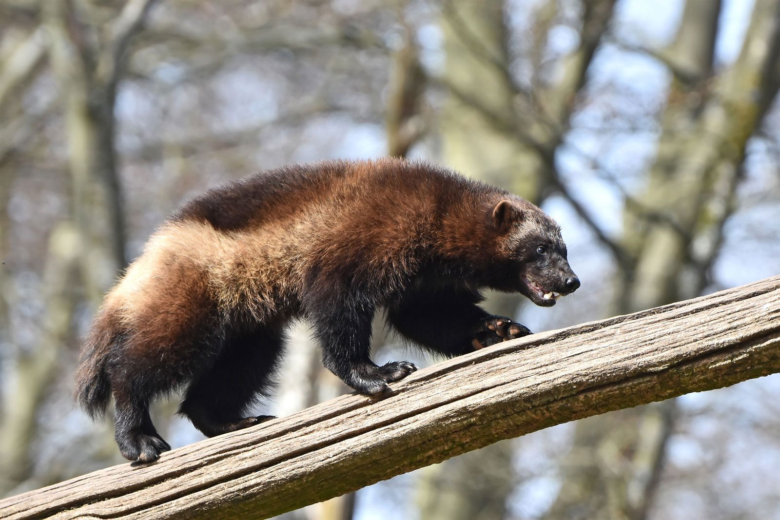 Wolverine walking on a fallen tree trunk in the forest