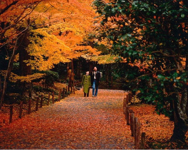Momiji at Ryōan-ji Temple in Kyoto