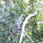 A branch fallen from a tree, symbolizing loss within a family lineage