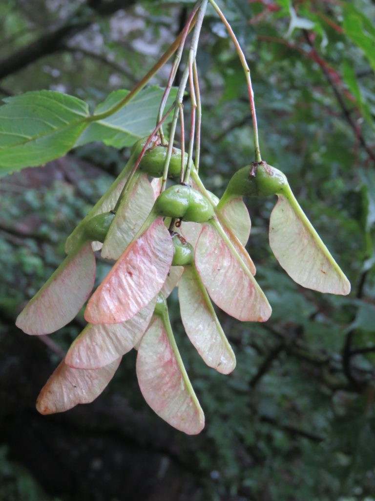 Samara of Acer acuminatum