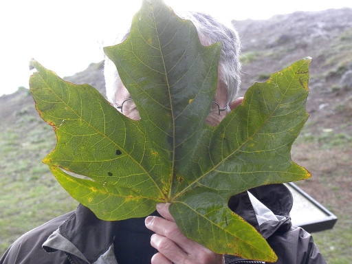 Bigleaf Maple Leaf (Acer macrophyllum)