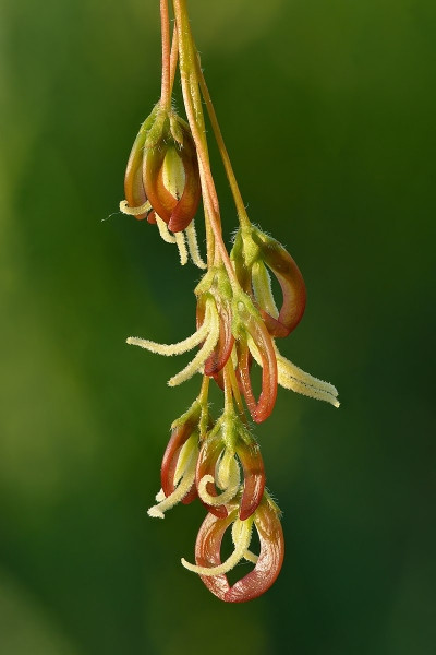Boxelder Maple Female Flowers (Acer negundo)