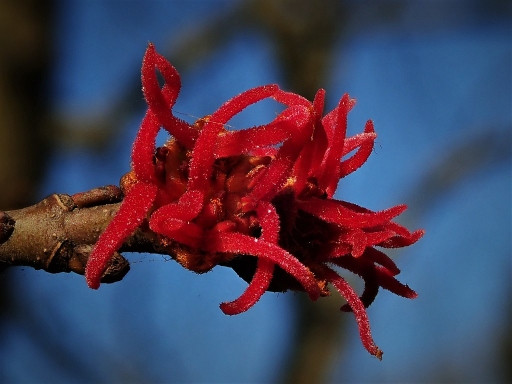 Silverleaf Maple Female Flowers (Acer saccharinum)