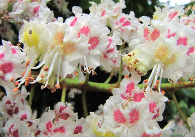 Horse Chestnut Flowers (Aesculus hippocastanum)