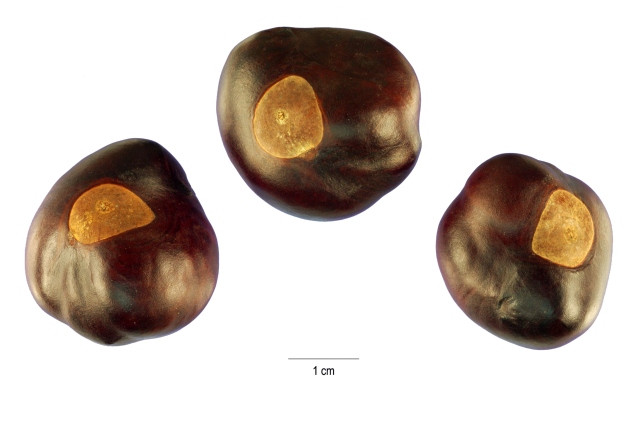 Ohio Buckeye Seeds (Aesculus glabra)