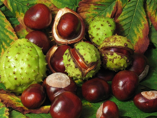 Horse Chestnut Fruits (Aesculus hippocastanum)