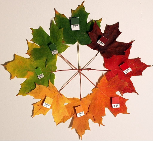 Autumn Maple Leaves