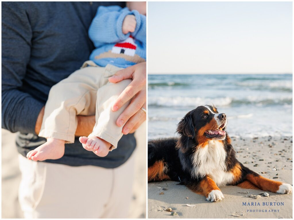 bernese mountain dog in newport ri at the beach 