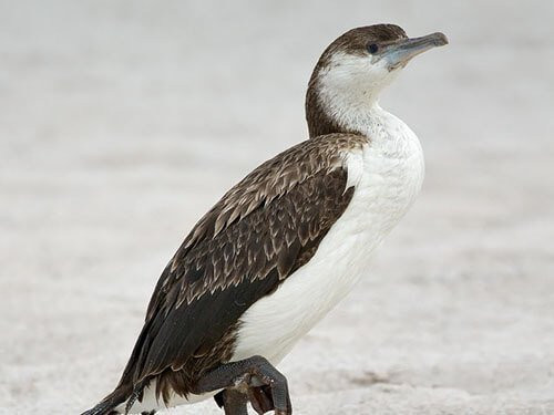 Black-Faced Cormorant closeup