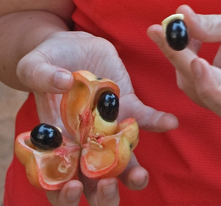 Opened Ackee Fruit Pods