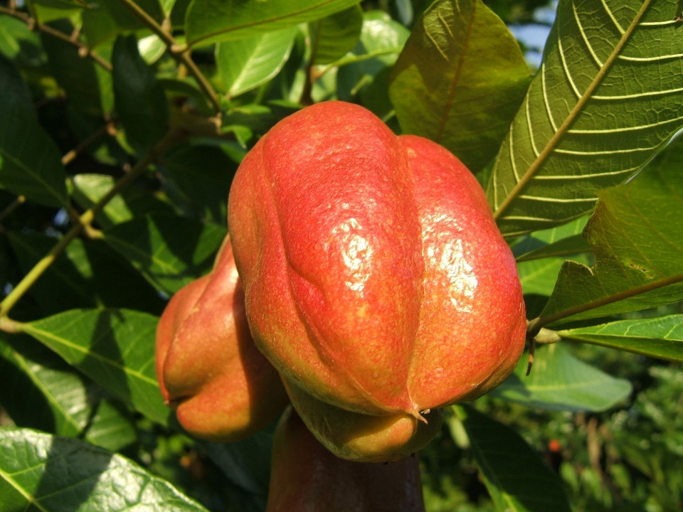 Ackee Fruit (Blighia sapida)
