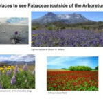 Exploring the Fabaceae Family: The Fascinating World of Legumes