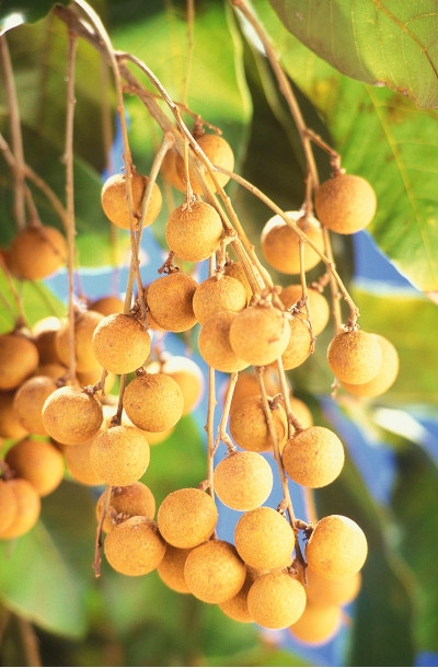 Longan Fruits (Dimocarpus longan)