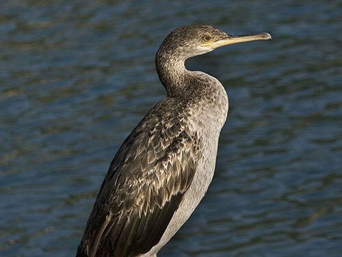 European Shag