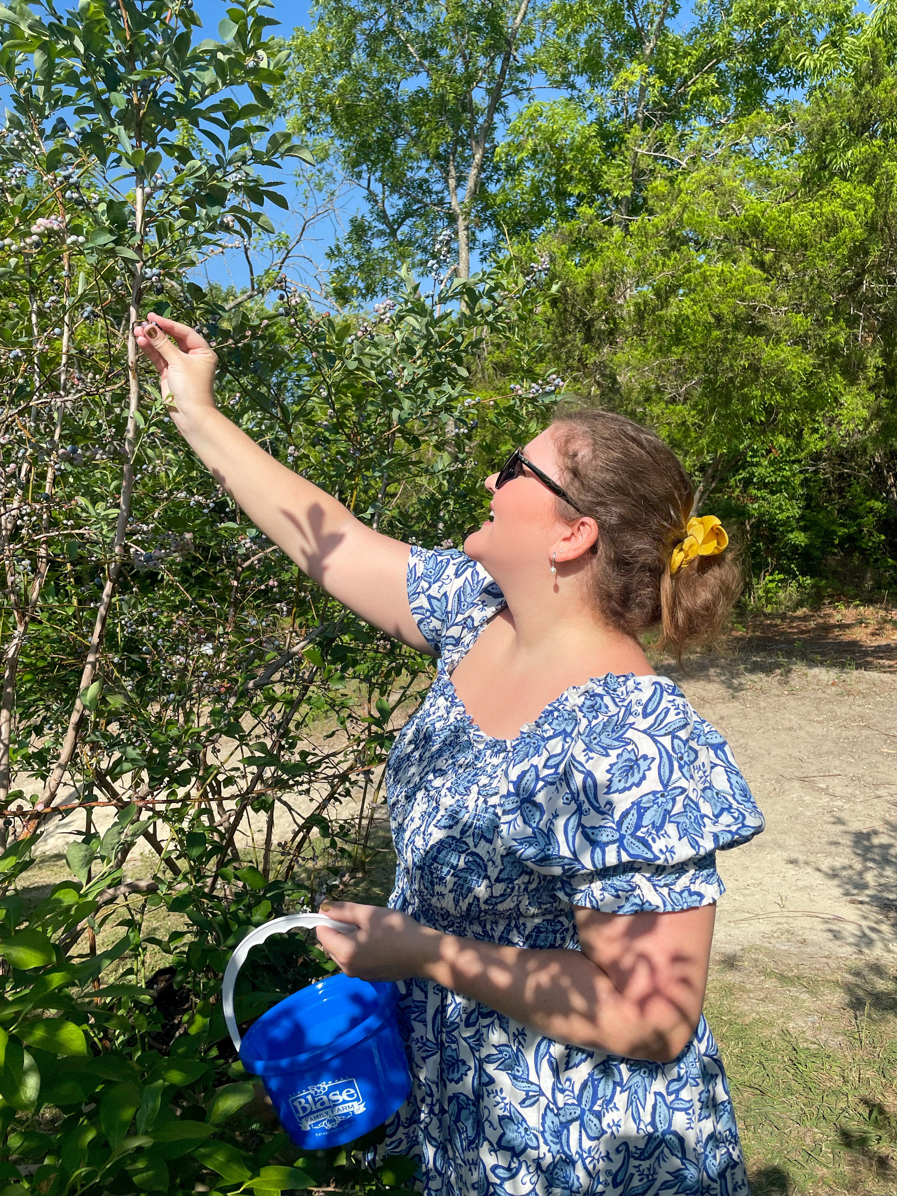 Visitor picking fresh blueberries on a sunny day at Blase Family Farm near Dallas