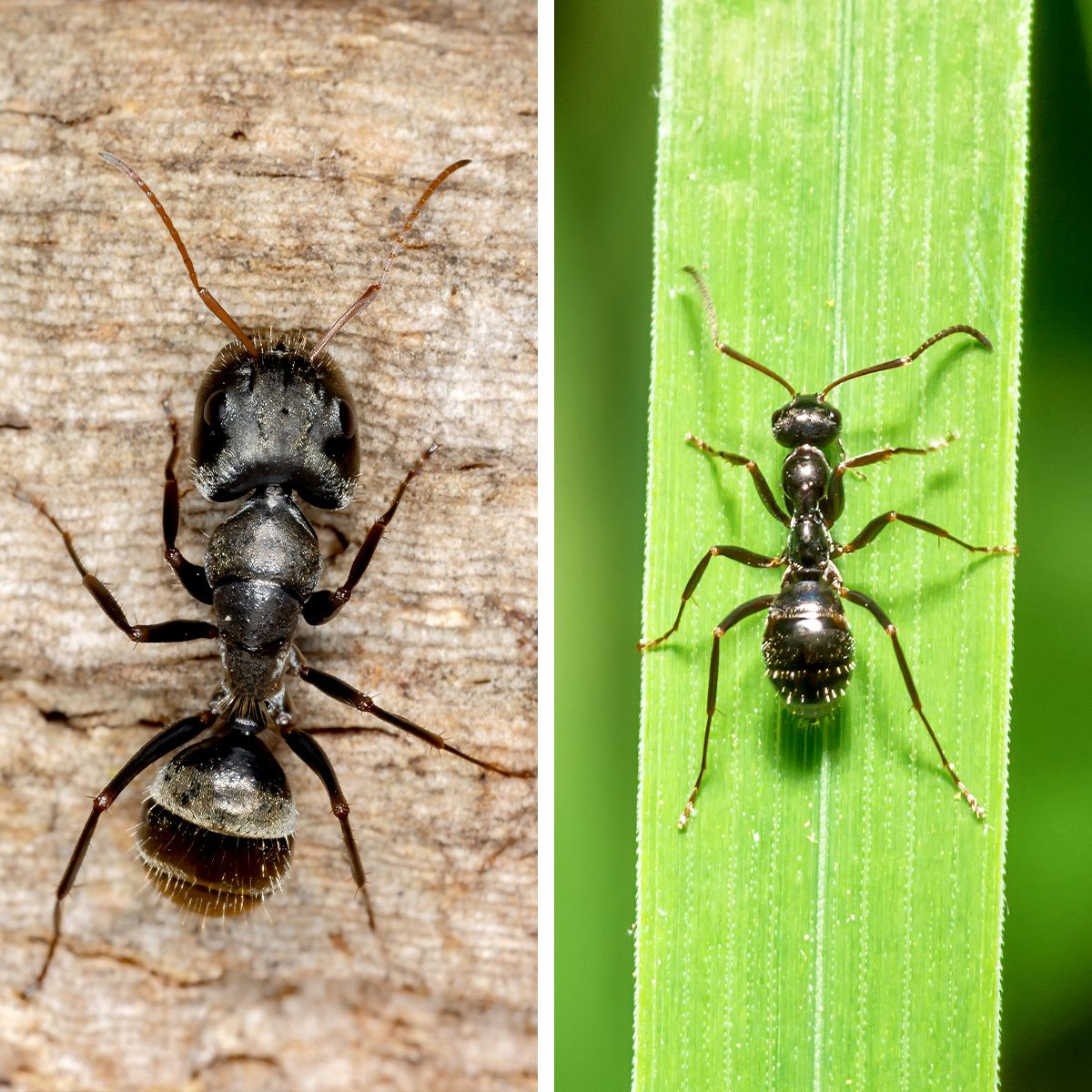 Carpenter Ants vs. Black Ants