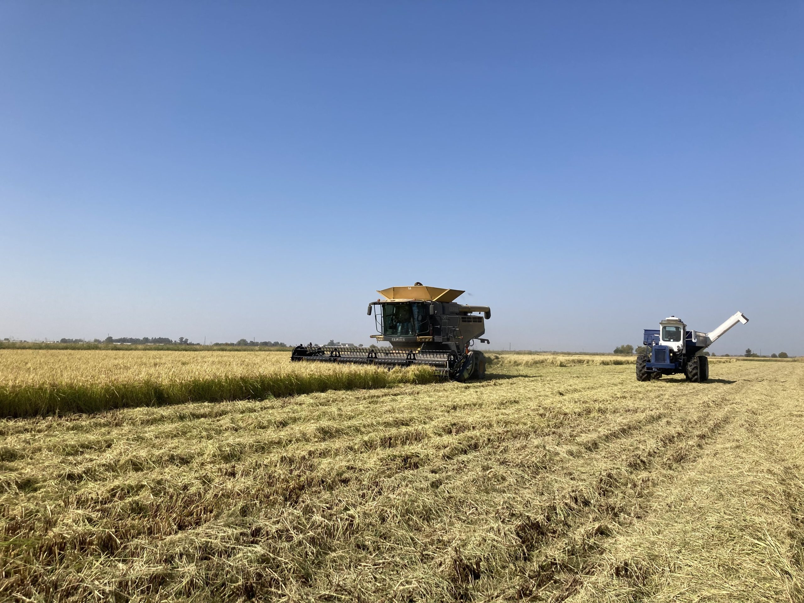 A Day at Lundberg Family Farms: Discovering Sustainable Rice Farming