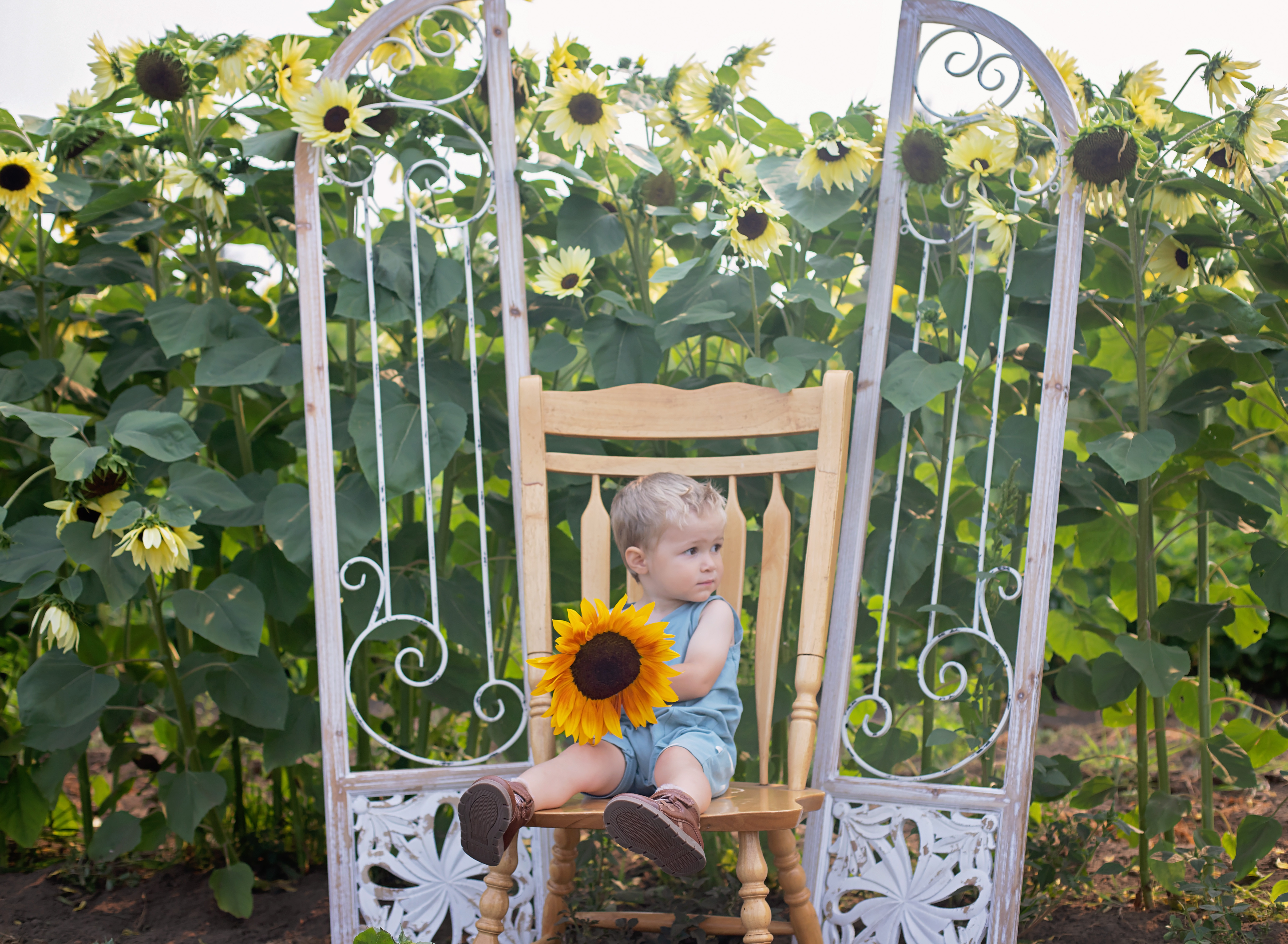 Photo opportunity amidst sunflowers at Rutledge Family Farm