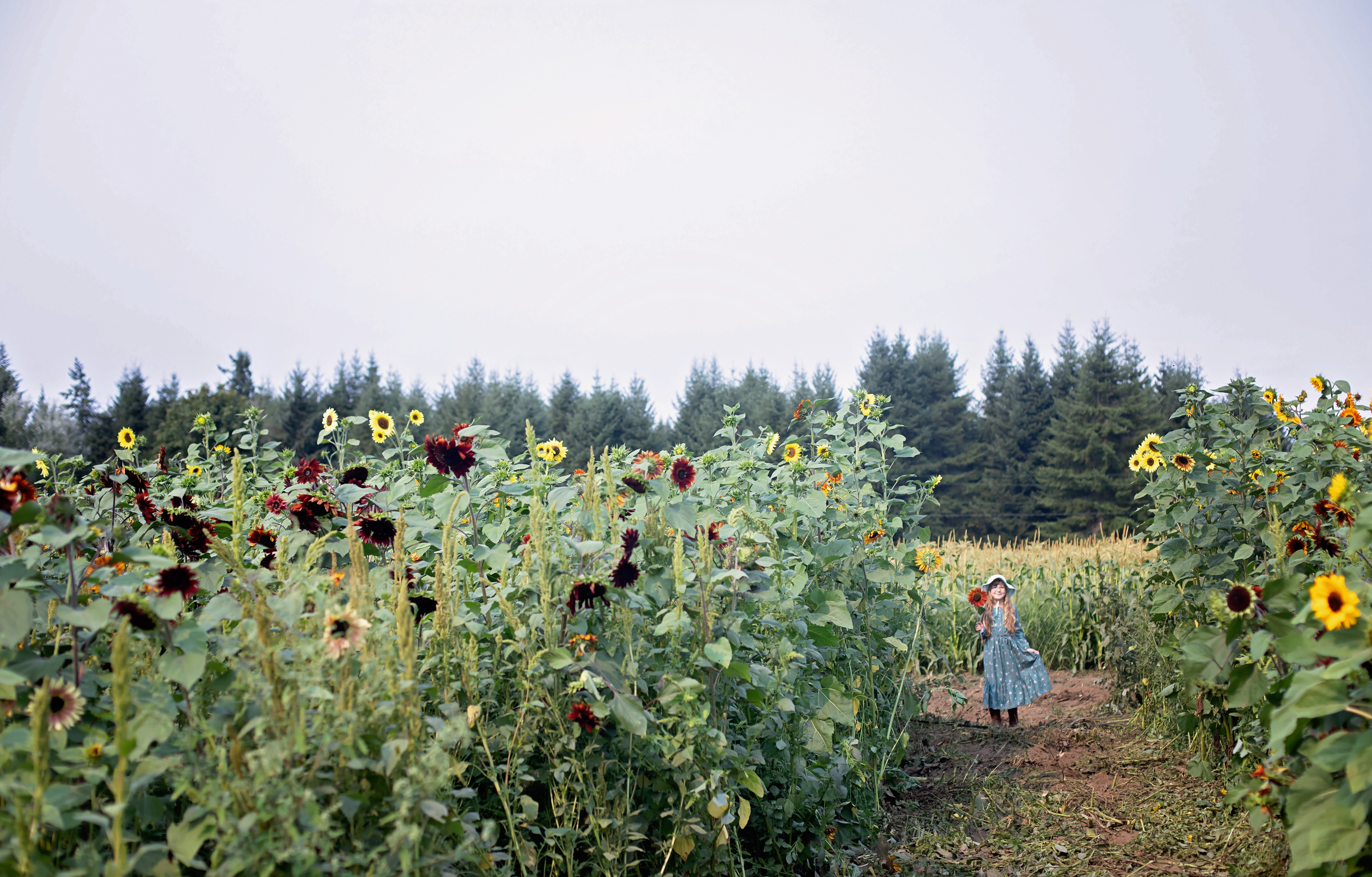 Relaxing at the picnic area with live music at Rutledge Family Farm Sunflower Festival