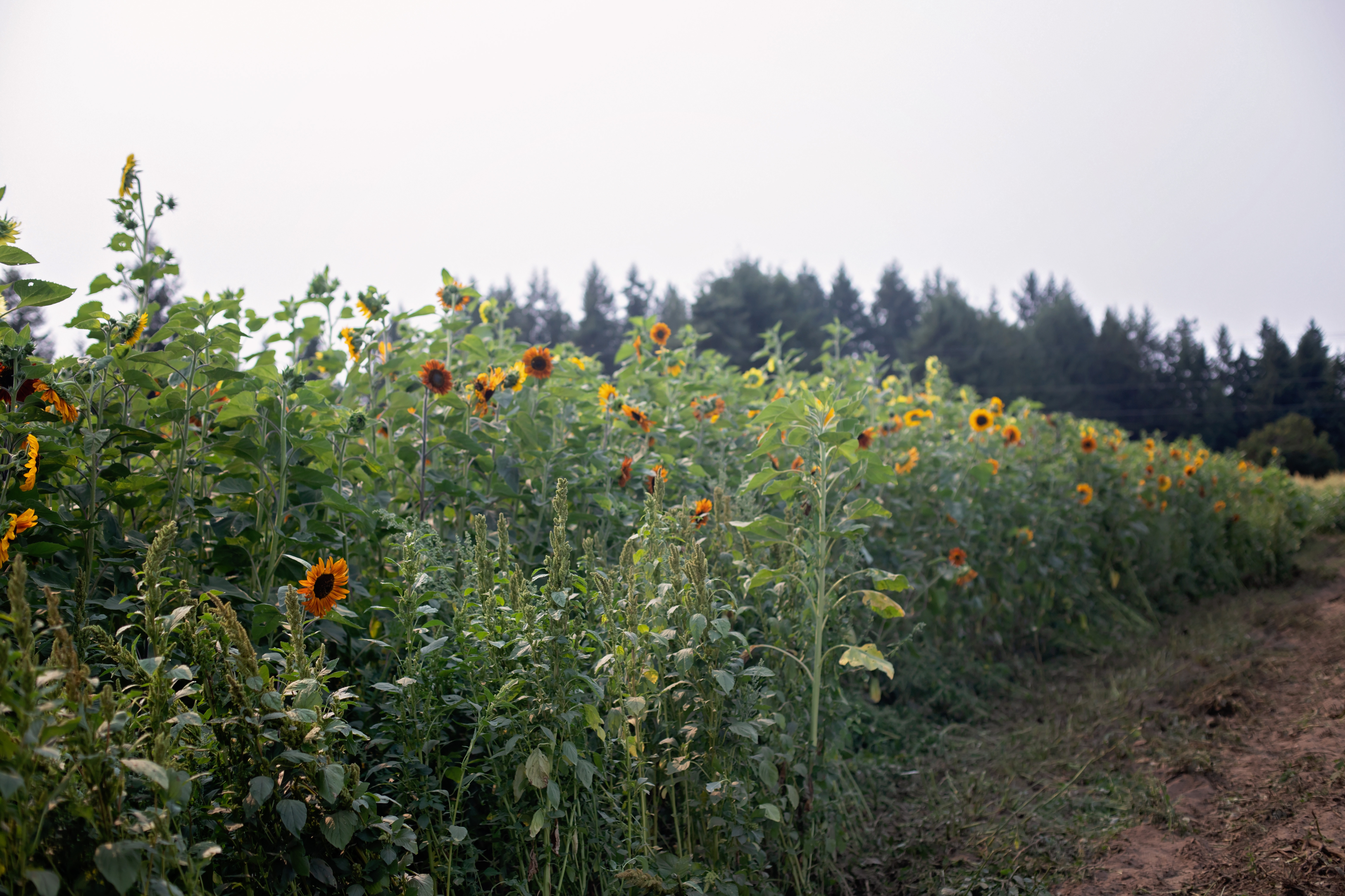 Fresh produce stand at Rutledge Family Farm offering corn and watermelon