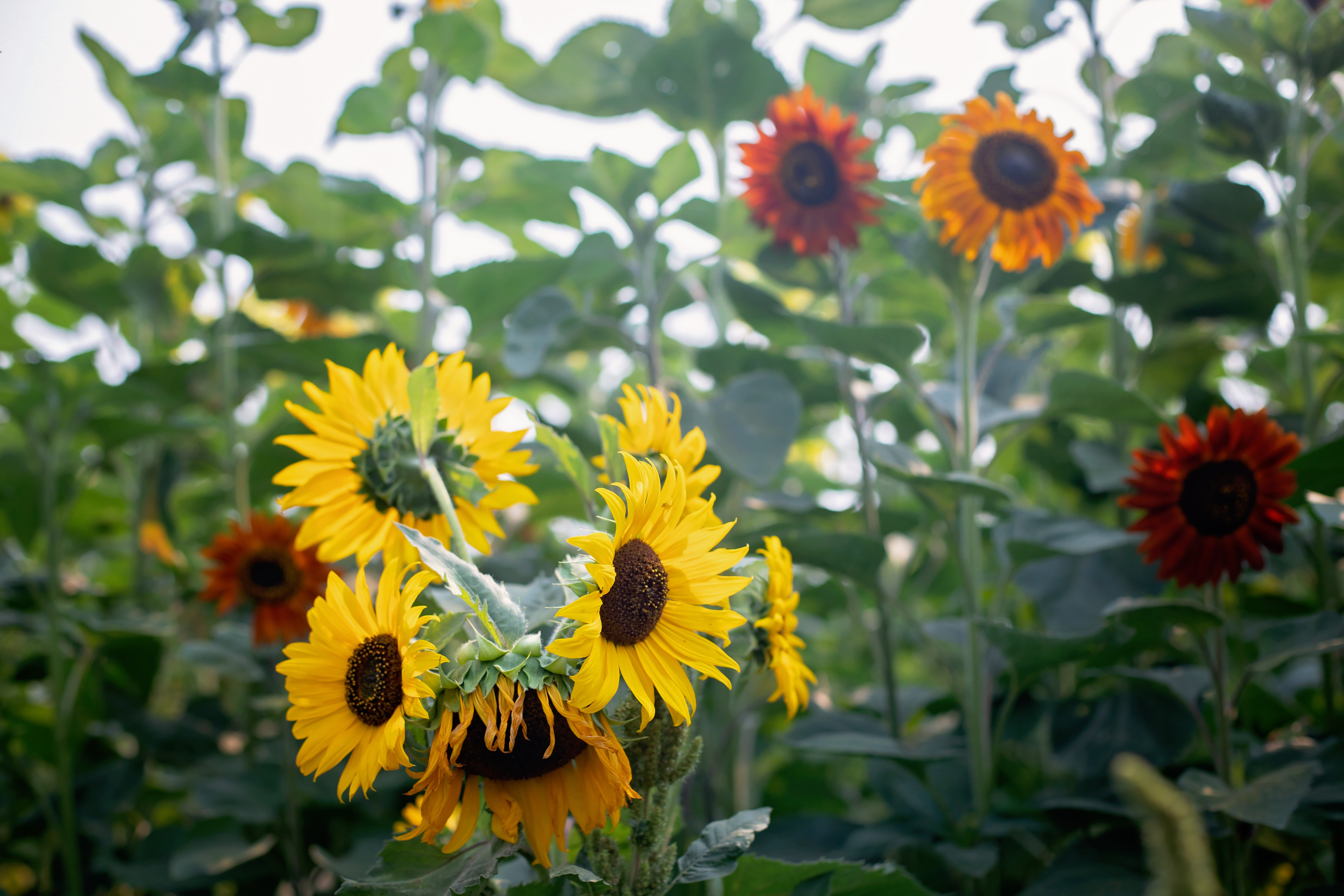 Exploring diverse sunflower varieties at Rutledge Family Farm Sunflower Festival