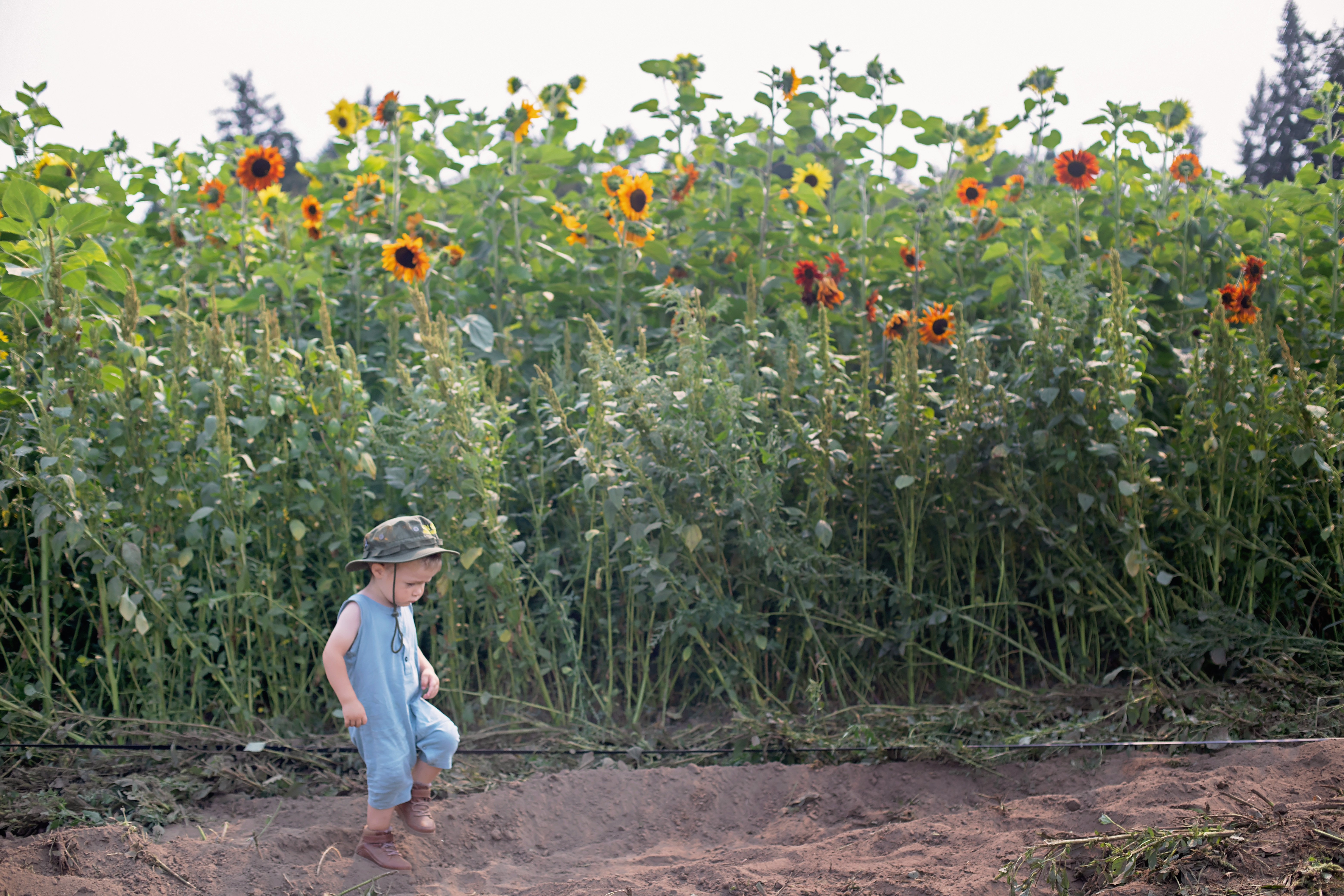 Family leaving Rutledge Family Farm Sunflower Festival after a fun day