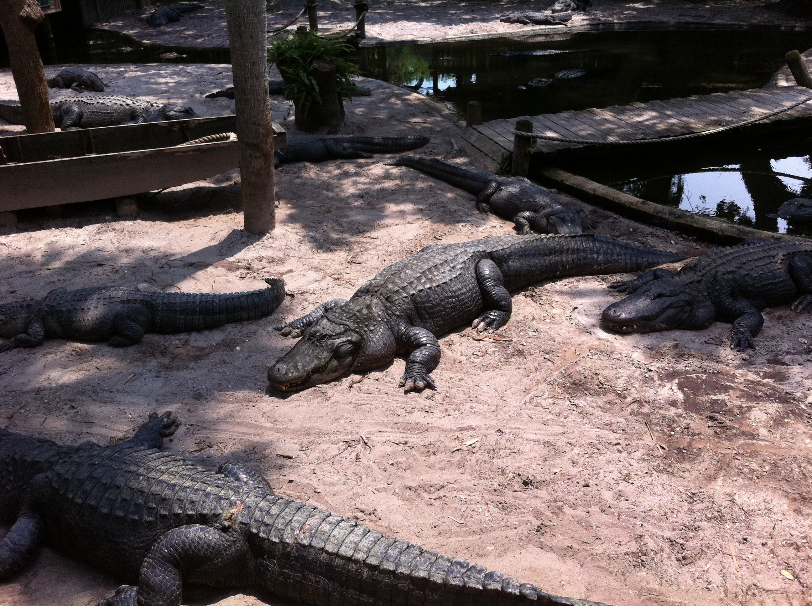 St. Augustine Alligator Farm entrance with lush greenery