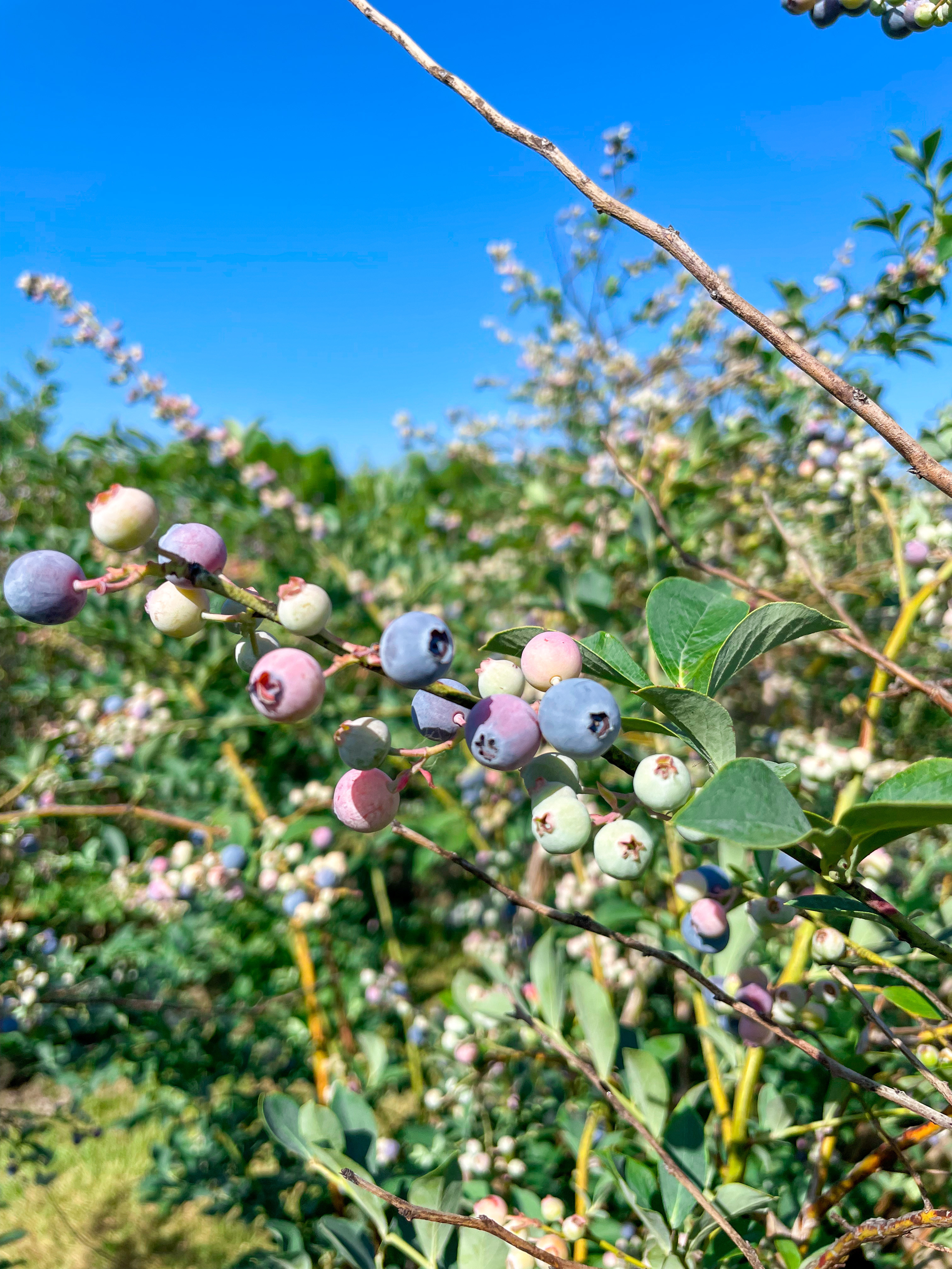 Close up of ripe blueberries ready for picking at Blase Family Farm in Rockwall TX