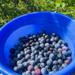Entrance to Blase Family Farm blueberry picking in DFW