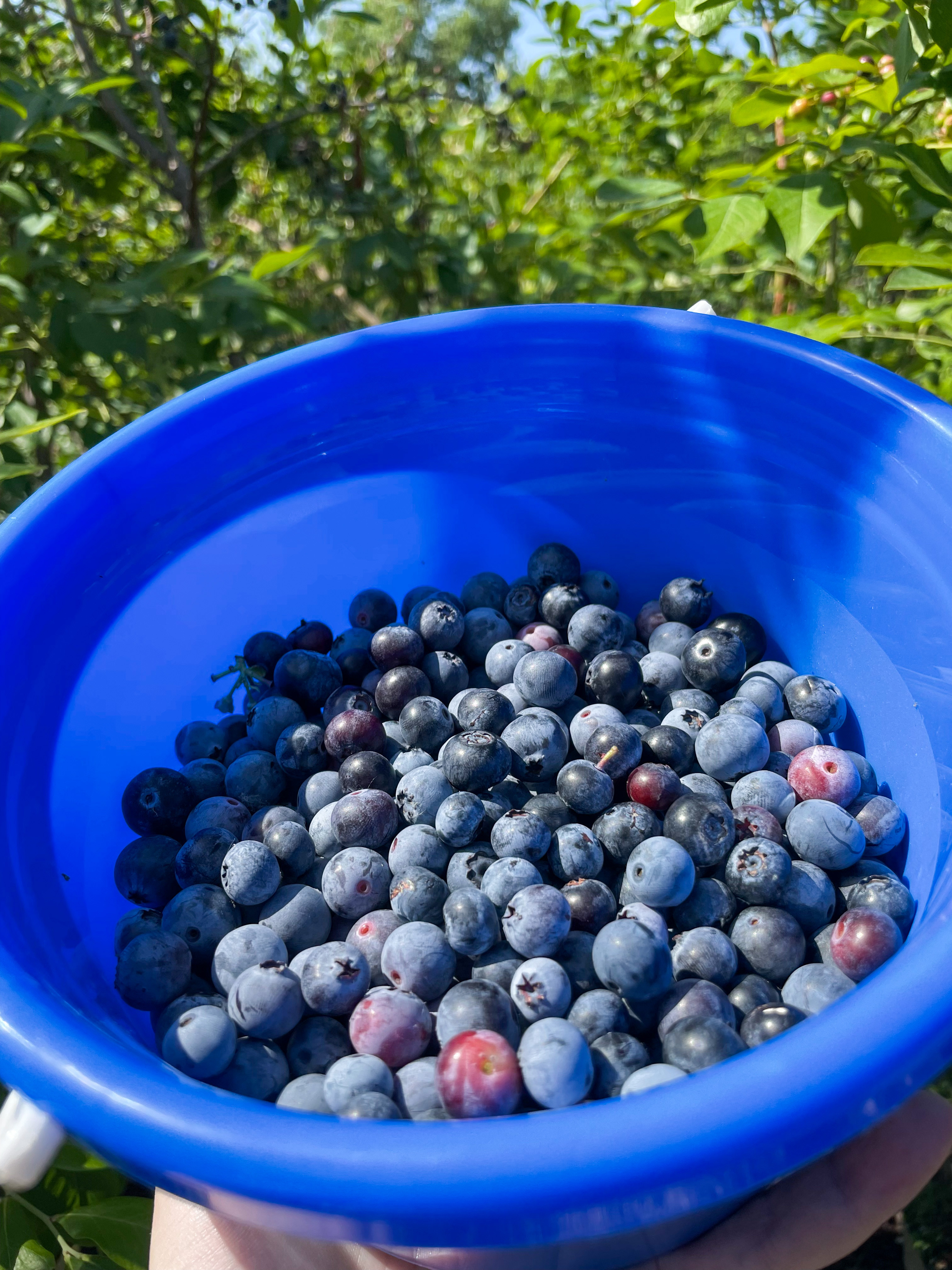 Entrance to Blase Family Farm blueberry picking in DFW