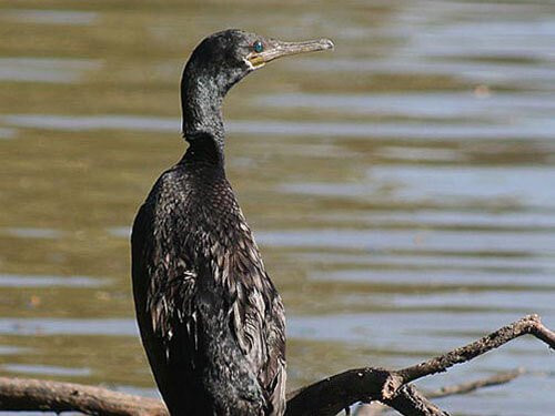 Indian Cormorant habitat