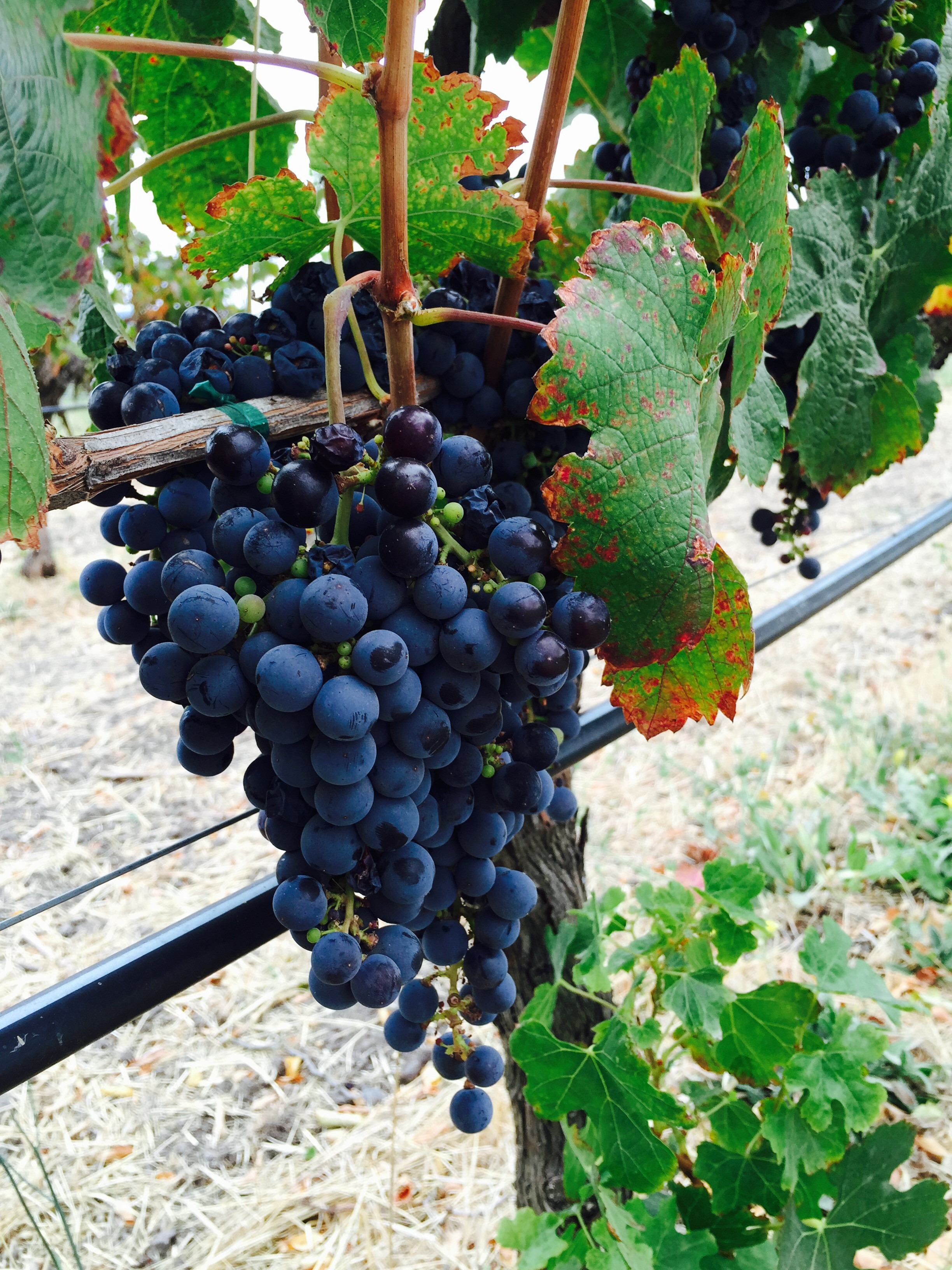 Close up of Merlot grapes on the vine at Jacuzzi Family Vineyards