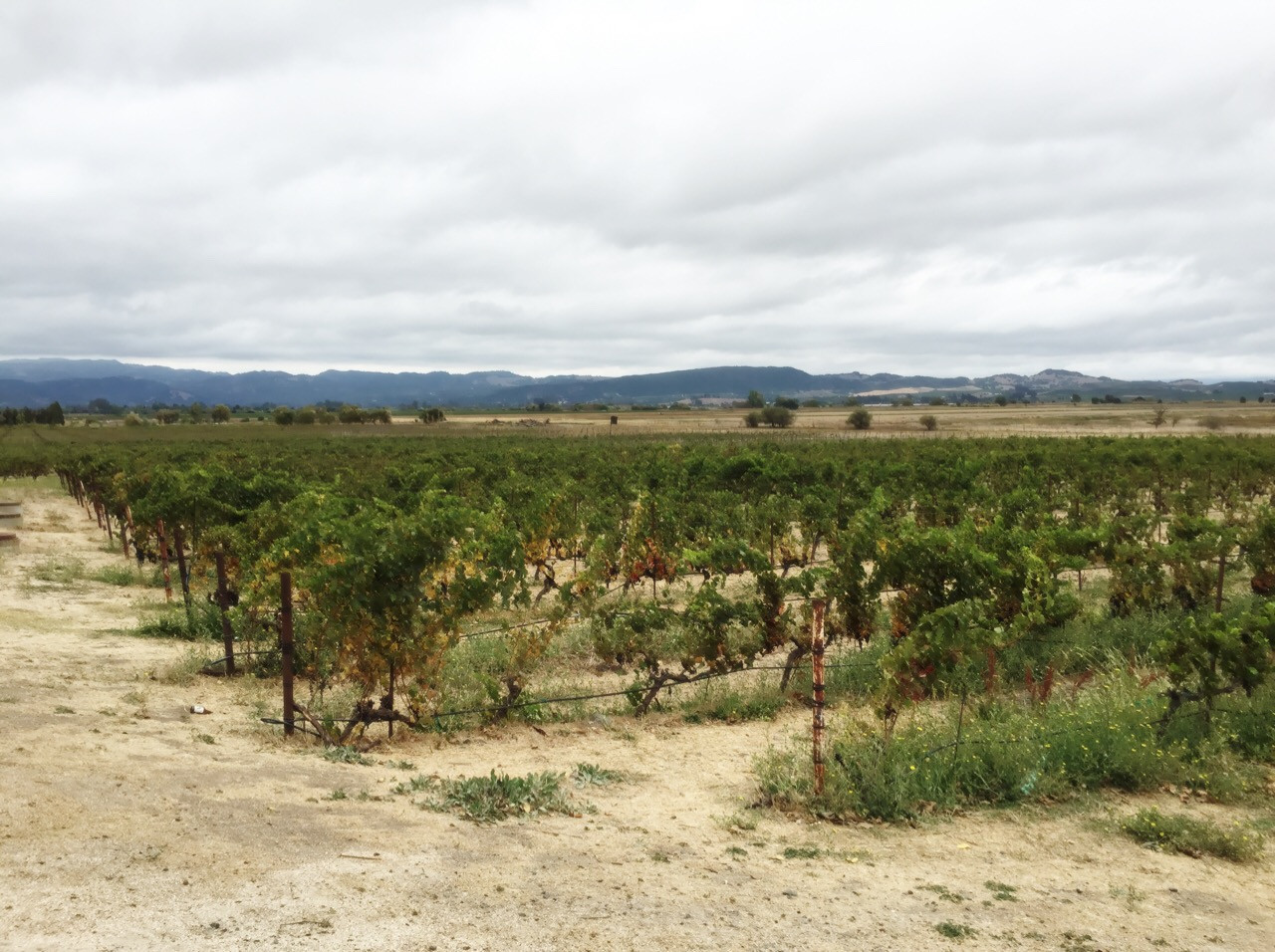 Visitors sampling grapes at Jacuzzi Family Vineyards