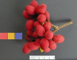 Korlan Fruit (Nephelium hypoleucum)