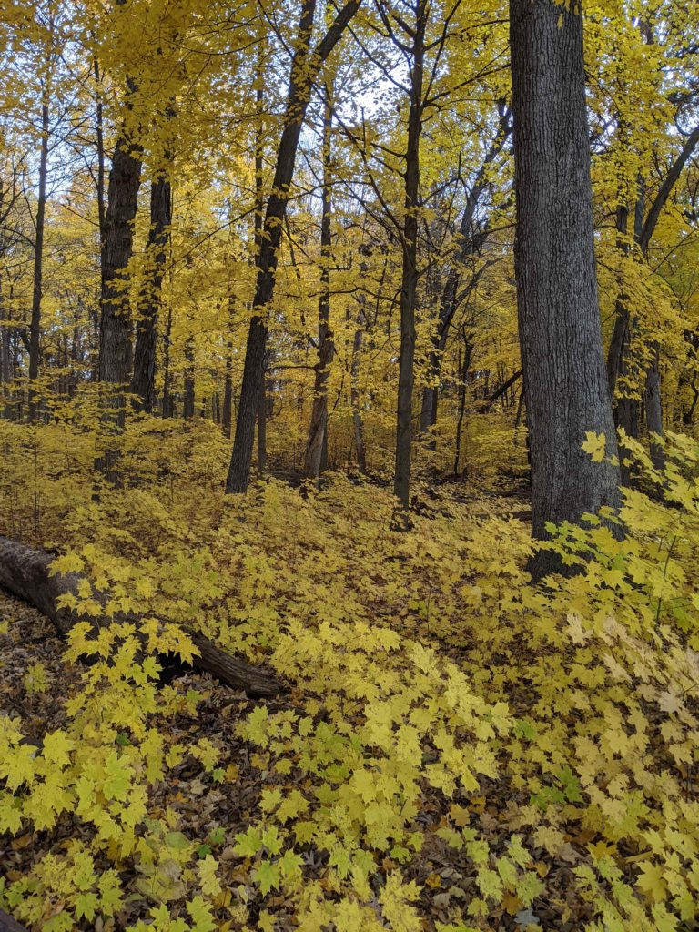 Maple Tree