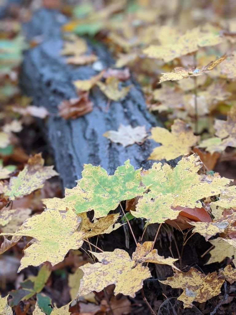 Sugar Maple Tree