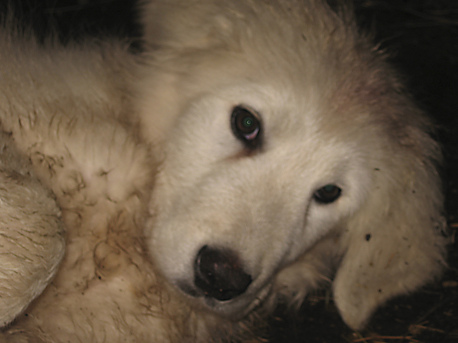 A Maremma Livestock Guard Dog pupp