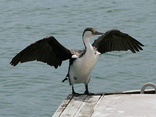 Pied Cormorant habitat