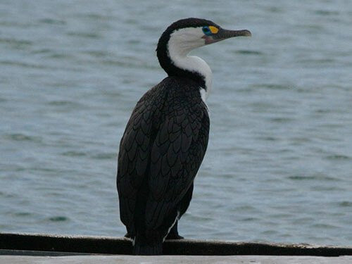 Pied Cormorant