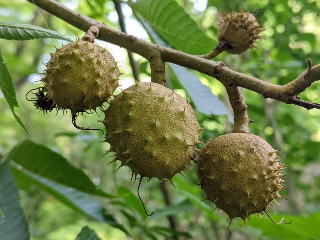 Buckeye Seeds