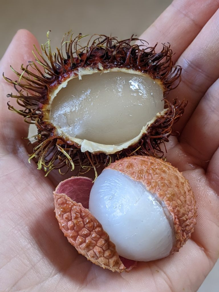 Rambutan and Lychee Comparison
