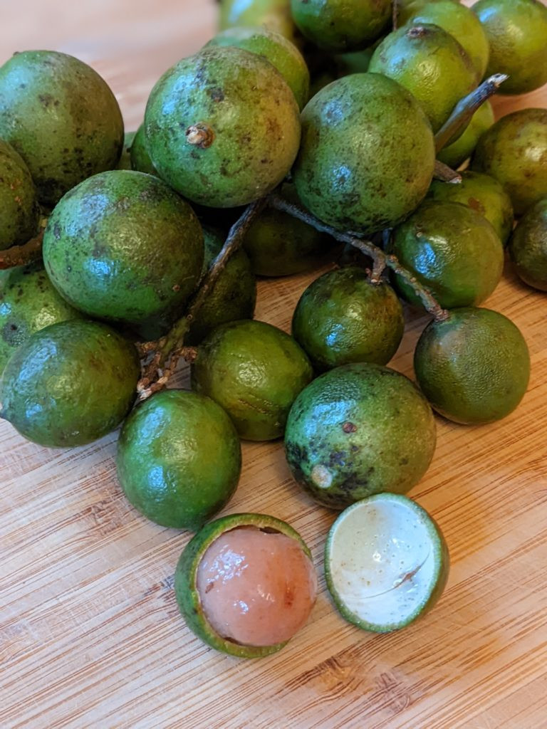 Quenepa Fruits (Melicoccus bijugatus)