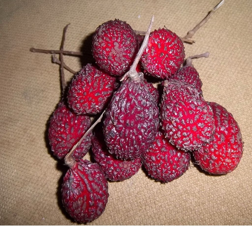 Hairless Rambutan (N. xerospermoides)