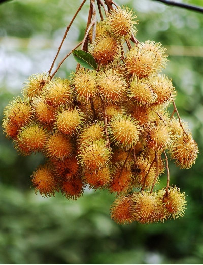 Rambutan Fruits (Nephelium lappaceum)