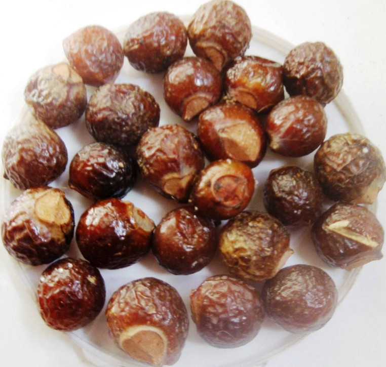 Indian Soapberry or Washnut (Sapindus mukorossi)