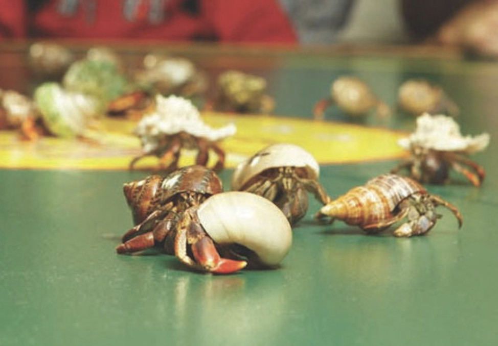 Isla Grand Beach Resort hermit crab races