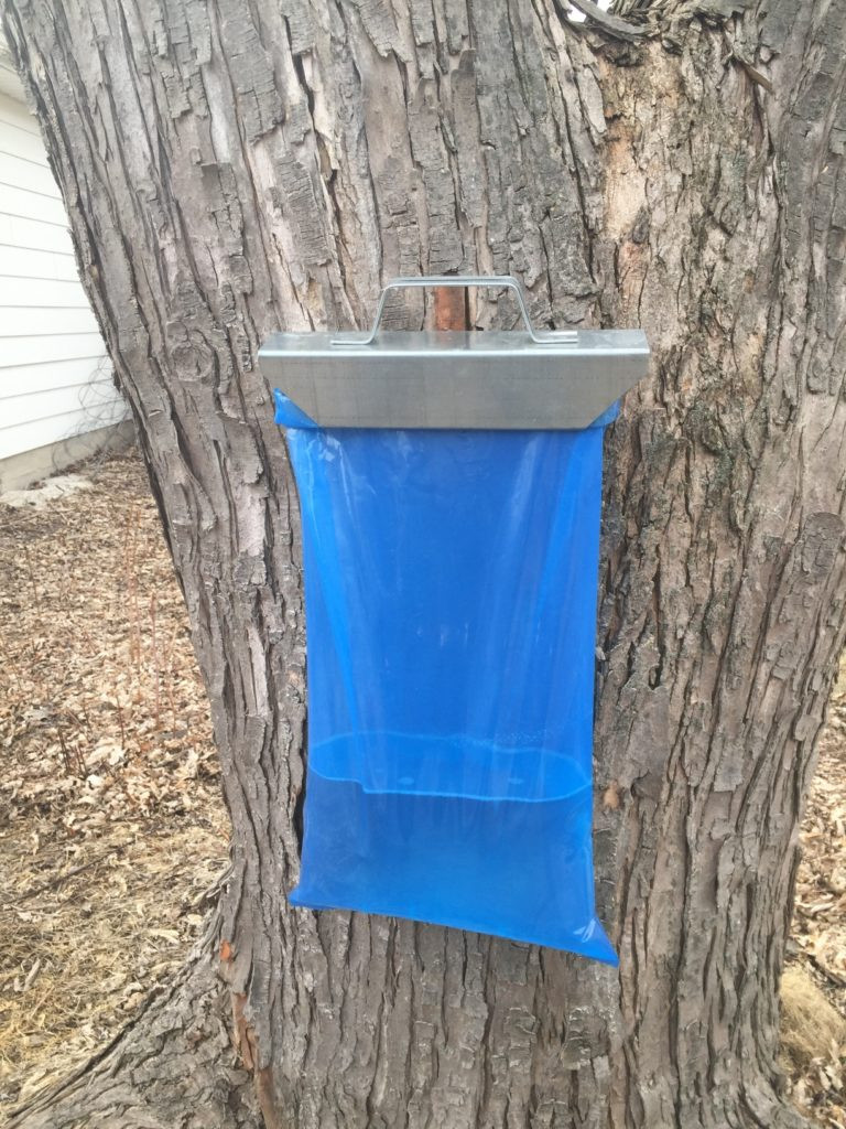 Maple Sap Tapping